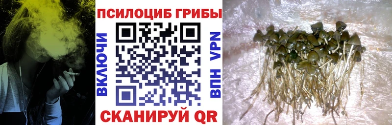 Галлюциногенные грибы Psilocybine cubensis  Касимов 